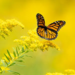 Portfolio Website Screenshot